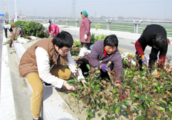 植樹節(jié)可以種什么植物？植樹節(jié)種什么植物好？