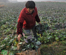 春天能種油菜嗎？油菜春天什么時(shí)候種植？