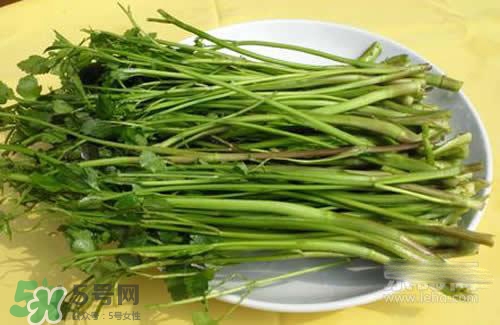 吃野芹菜會中毒嗎？吃野芹菜中毒了怎么辦？