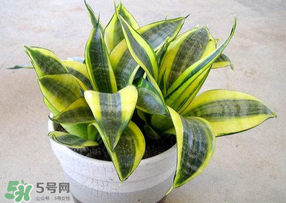 春天種什么植物？春天適合種什么植物？