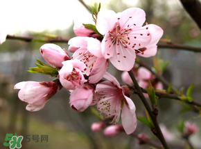 四月份還有桃花嗎？桃花幾月份開？