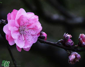 四月份還有桃花嗎？桃花幾月份開？