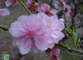 四月份還有桃花嗎？桃花幾月份開？