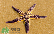 海星怎么吃？海星能吃嗎？