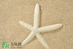 海星怎么吃？海星能吃嗎？