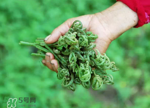 糖尿病能吃蕨菜嗎？糖尿病可以吃蕨菜嗎？