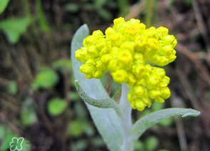 清明菜開花了能不能吃？清明菜怎么吃？