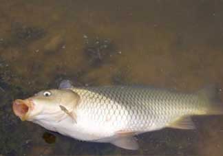 春分能夜釣嗎？春分能釣鯉魚(yú)嗎？