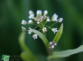 薺菜什么時候開花？薺菜花什么時候采？