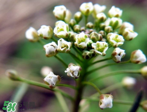 薺菜什么時候開花？薺菜花什么時候采？