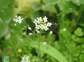 薺菜花可以泡茶嗎？薺菜花泡茶喝有什么功效？