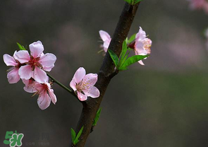 清明節(jié)還有桃花嗎？清明節(jié)去哪里看桃花？