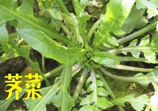 薺菜和狗肉能一起吃嗎？狗肉跟薺菜可以同食嗎？