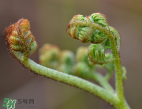 吃蕨菜會(huì)過(guò)敏嗎？皮膚過(guò)敏能吃蕨菜嗎？