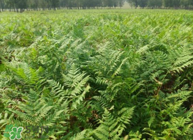 蕨菜可以種植嗎？蕨菜怎么種植？