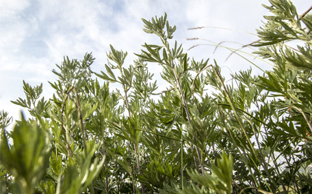 艾草泡澡可以止癢嗎 艾草泡澡對身體有什么好處和壞處