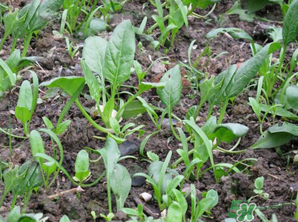 4月份可以種菠菜嗎？菠菜幾月份種？