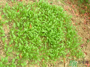 4月份可以種菠菜嗎？菠菜幾月份種？