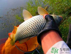 四月份可以釣鯉魚嗎？四月份怎么釣鯉魚？