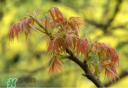 香椿多少錢一斤？香椿芽多少錢一斤2017？