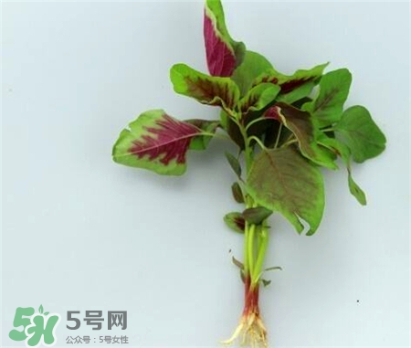 莧菜根的營養(yǎng)價(jià)值 莧菜根的功效與作用