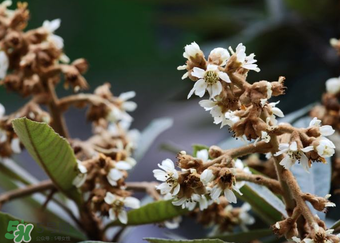 枇杷花孕婦能喝嗎？枇杷花孕婦可以喝嗎？