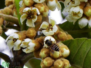 枇杷花孕婦能喝嗎？枇杷花孕婦可以喝嗎？