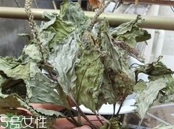 豬肚菜的營養(yǎng)價值_豬肚菜的功效與作用及食用方法