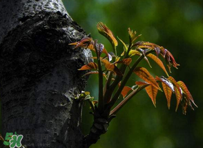 香椿芽可以冷凍嗎？香椿芽怎么冷凍？