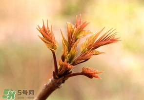 香椿芽可以冷凍嗎？香椿芽怎么冷凍？