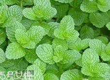 香花菜的營(yíng)養(yǎng)價(jià)值_香花菜的功效與作用及食用方法