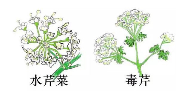 水芹菜有毒嗎？水芹菜有沒(méi)有毒