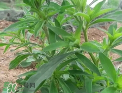 面條菜怎么吃好吃?面條菜怎么做好吃?