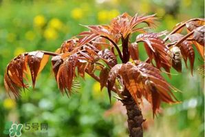 香椿紅的好還是綠的好？香椿紅色好還是綠色好？