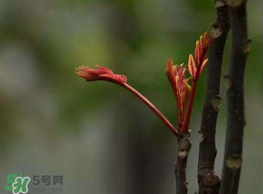 香椿有幾種？香椿哪種好？