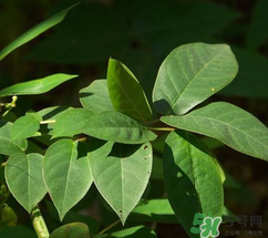 白花菜有什么功效？白花菜的功效是什么？