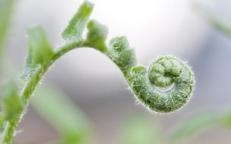 蕨菜到底能不能吃？山上的蕨菜能不能吃