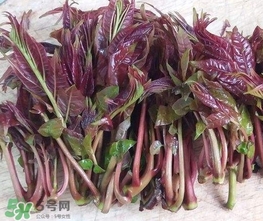 香椿芽怎么吃？新鮮香椿芽怎么吃