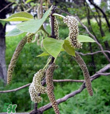 蒸構(gòu)樹花兒的功效 蒸構(gòu)樹花兒有什么功效？