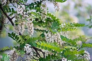 刺槐花幾月開？刺槐花什么時(shí)候開