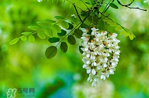 刺槐花幾月開？刺槐花什么時(shí)候開