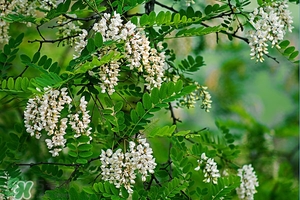 刺槐花幾月開？刺槐花什么時(shí)候開