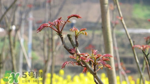 香椿葉能吃嗎？香椿葉孕婦能吃嗎？