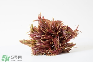 香椿樹什么時候發(fā)芽？香椿樹什么時候種植