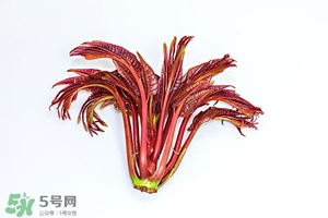 香椿樹什么時候發(fā)芽？香椿樹什么時候種植