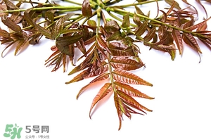 香椿樹什么時候發(fā)芽？香椿樹什么時候種植