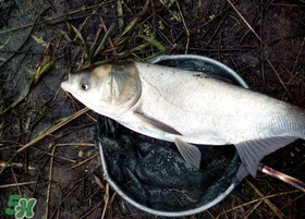 4月份能釣鰱魚嗎？四月份能釣鰱魚嗎？