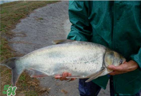 4月份能釣鰱魚嗎？四月份能釣鰱魚嗎？