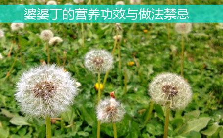 大葉芹怎么吃？大葉芹的做法？