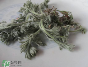 白蒿能治黃疸嗎？白蒿水可以治黃疸嗎？